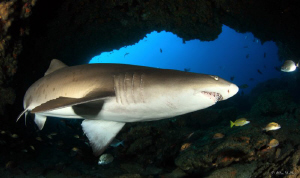 Raggies are back in their numbers on Aliwal Shoal, nice t... by Allen Walker 
